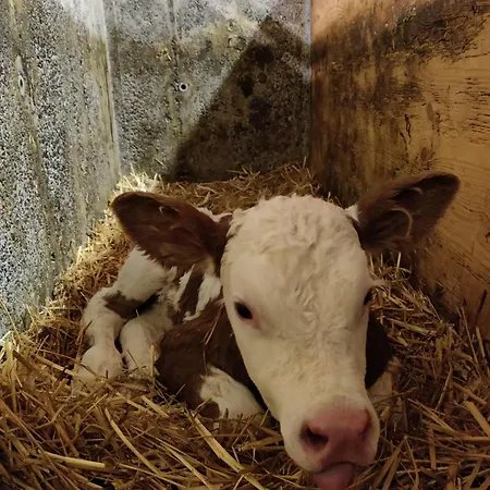 Ausblickhof Geiger * Egg