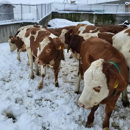 Ausblickhof Geiger Apartamento Egg